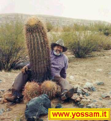 Sexy Cactus