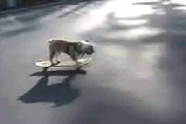 Cane sullo Skateboard