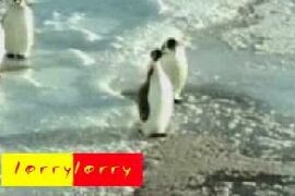 Pinguino Dispettoso